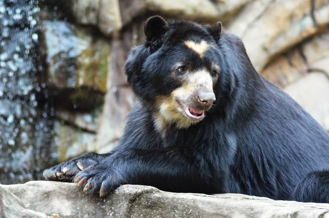 brown and black bear