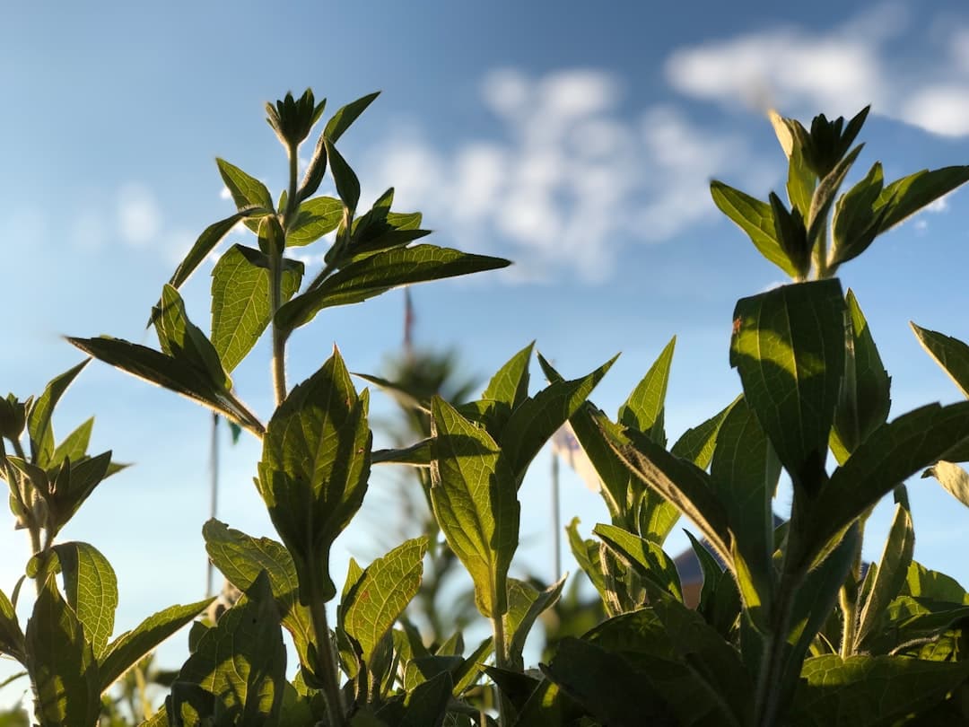 green leaf plant