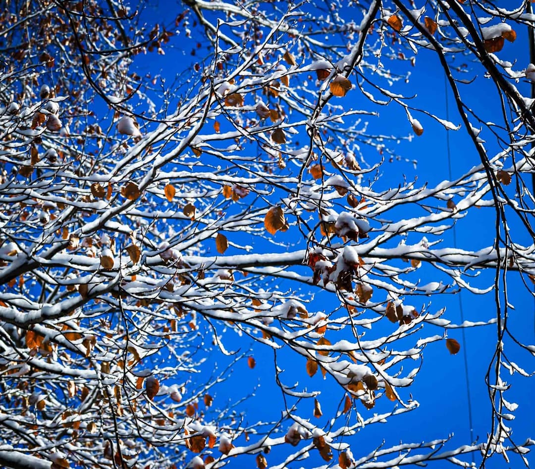 snow covering tree branches under blue sky