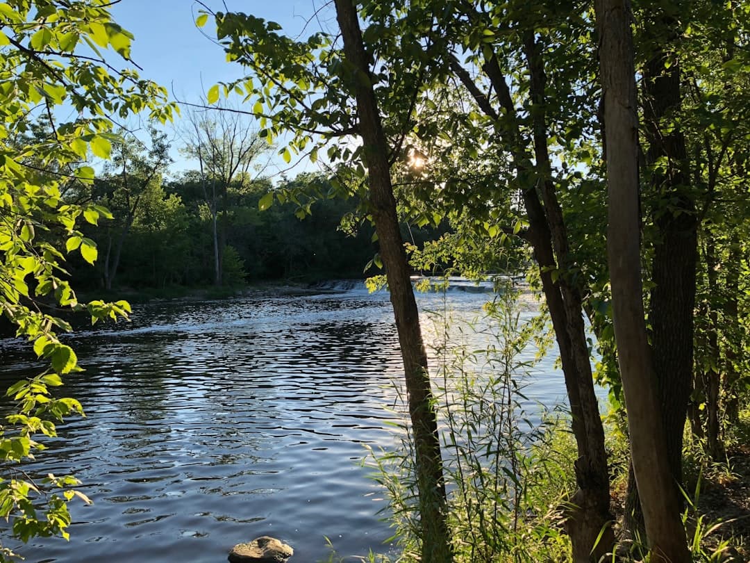 green trees beside body of water during daytime