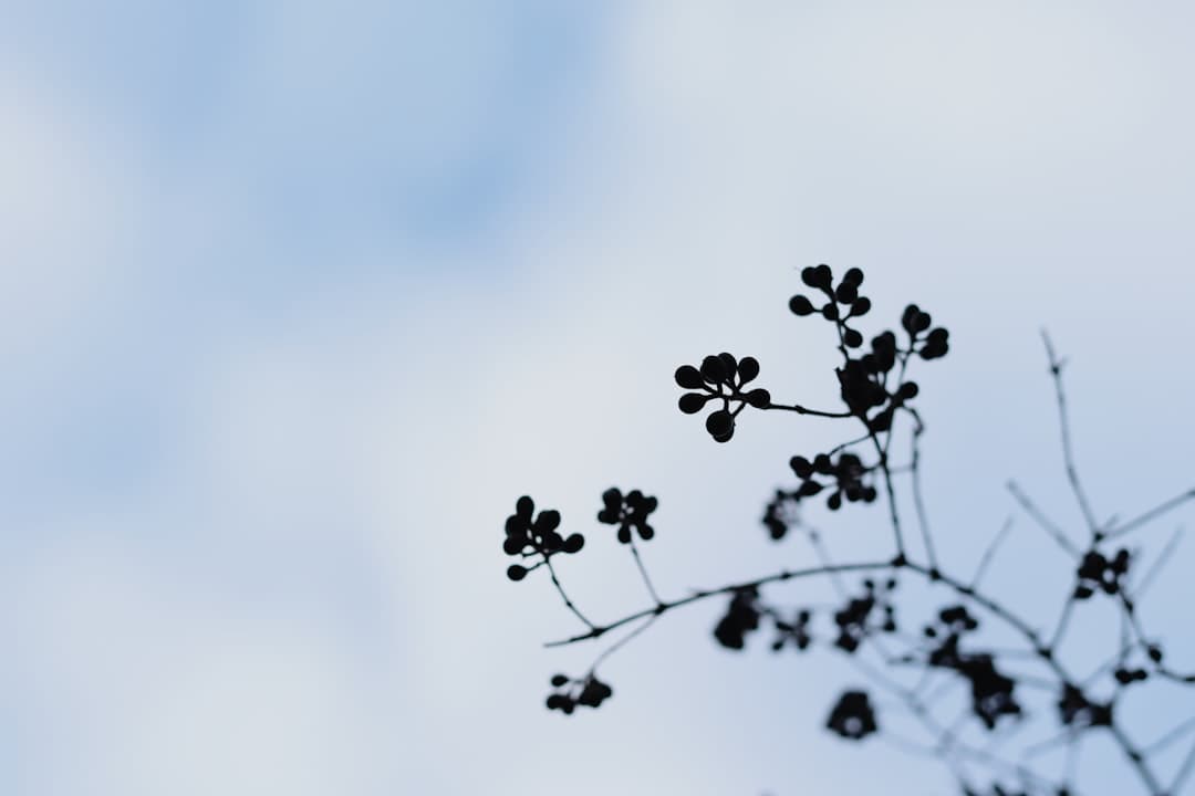 black leaves under blue sky