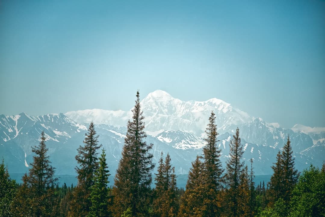 green pine trees near snow covered mountain during daytime