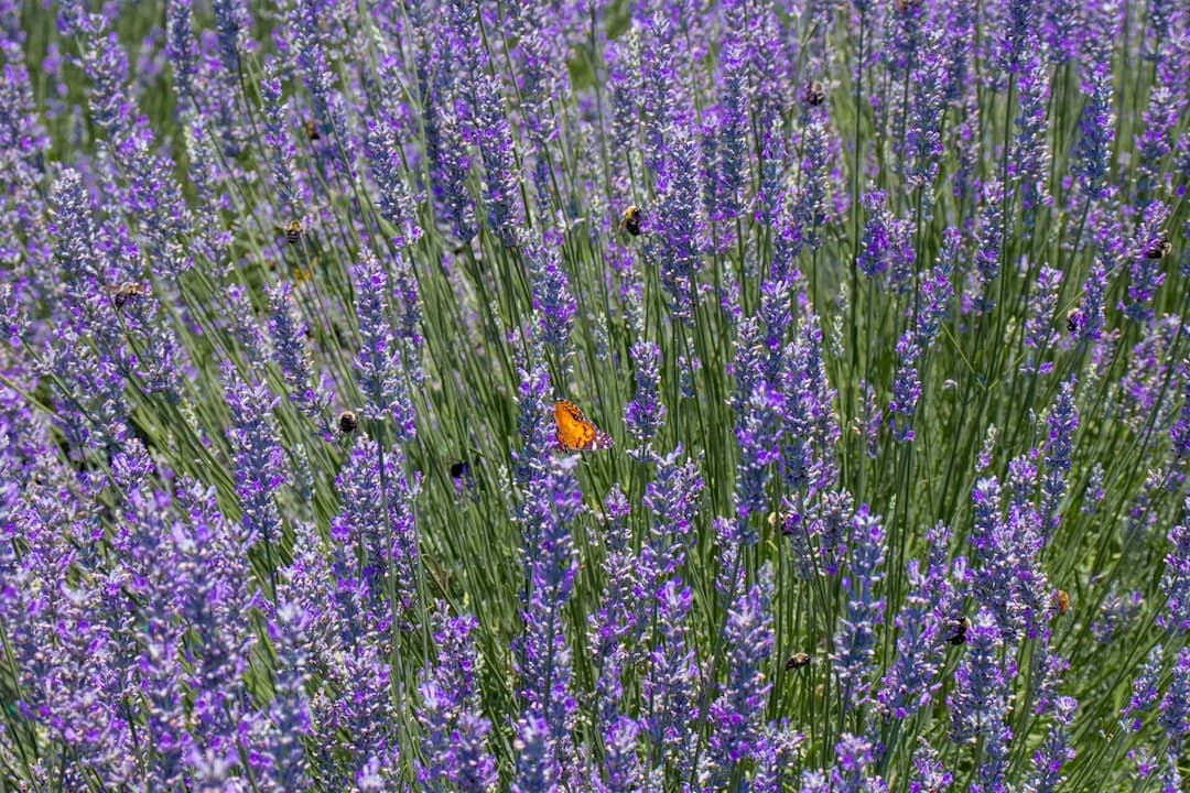 blue and orange butterfly on green grass during daytime