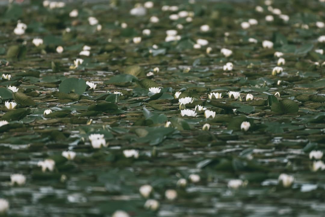 white and green leaves on water