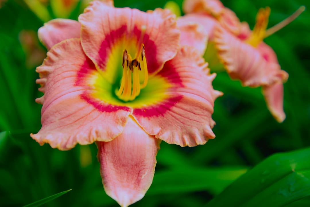 pink and yellow flower in macro shot