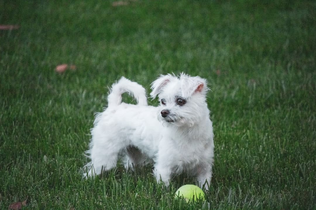 white long coat small dog on green grass field during daytime