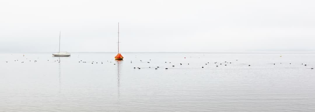 birds on body of water during daytime