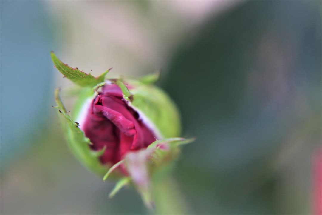 pink rose bud in close up photography