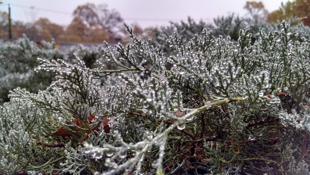 green plant with snow during daytime