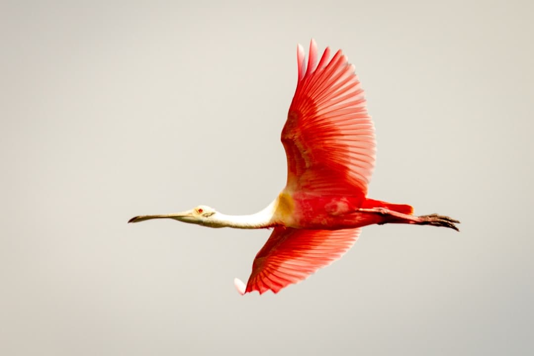 pink and white long beak bird