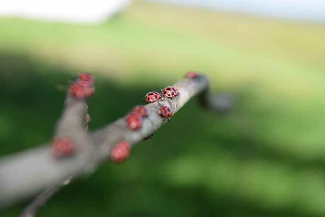 red and white flower buds in tilt shift lens