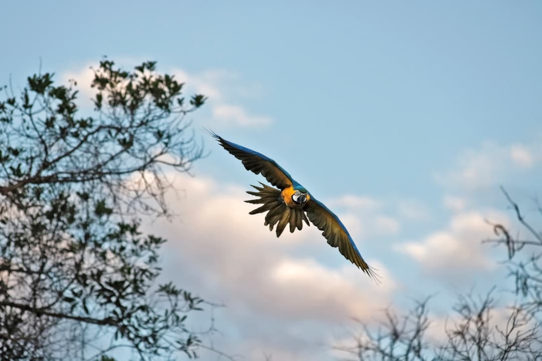 black and yellow bird flying under blue sky during daytime