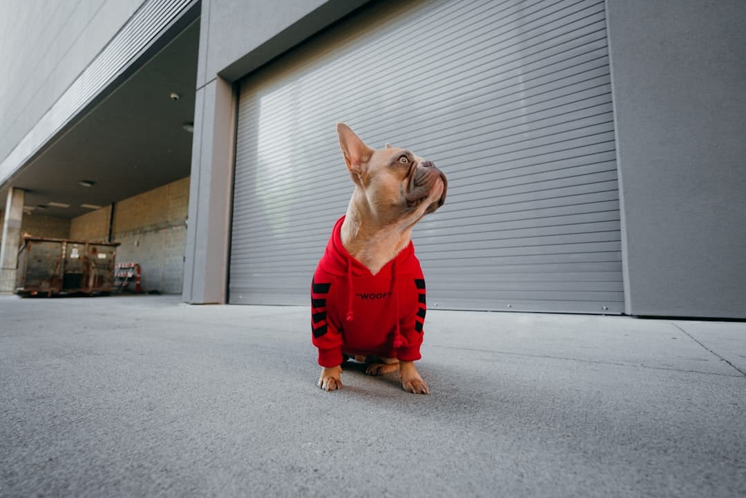 brown short coated dog wearing red shirt and red pants