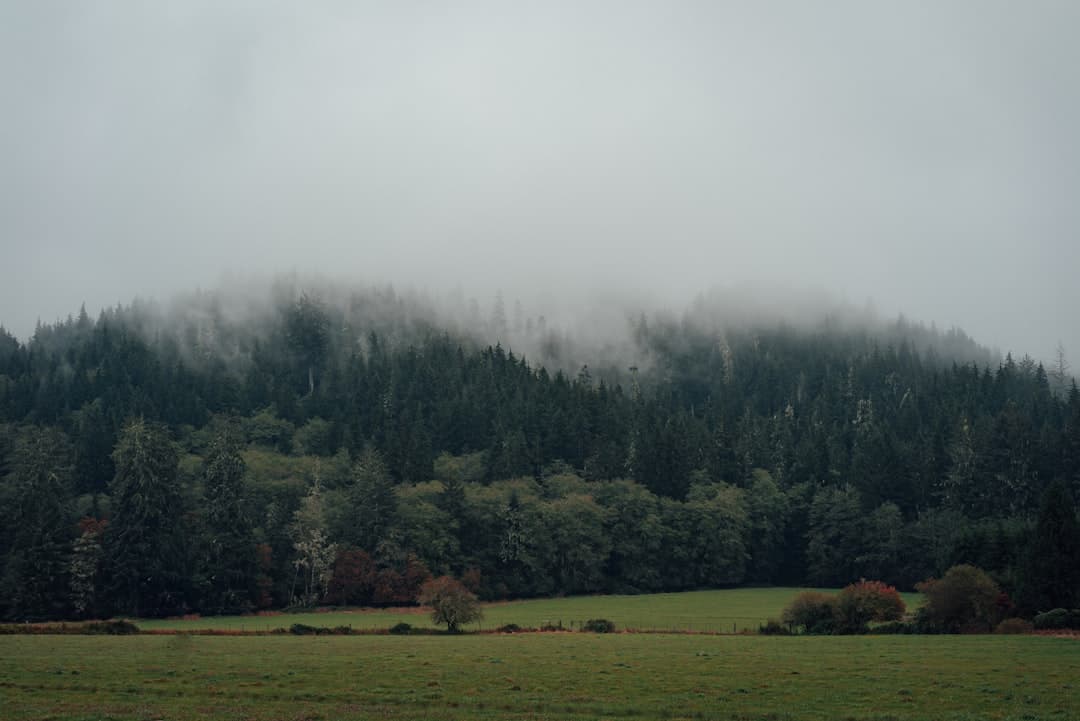 green grass field with trees