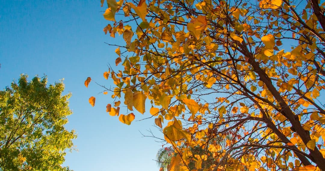 yellow leaves on brown tree during daytime