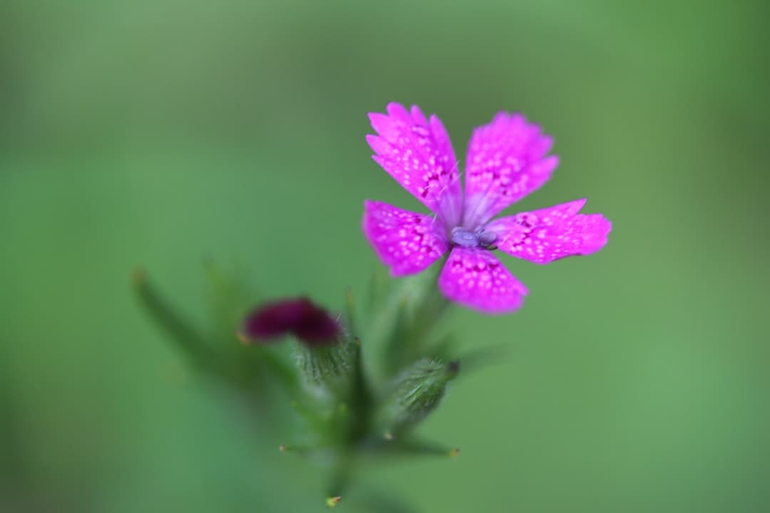 purple flower in macro shot