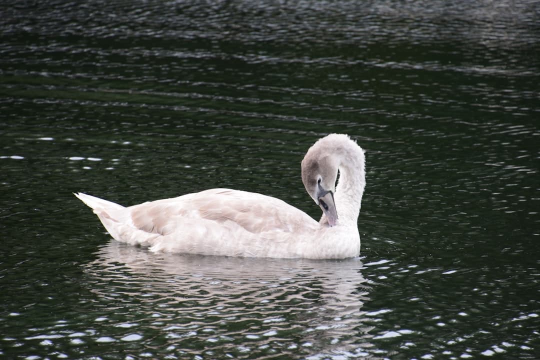 white swan on water during daytime