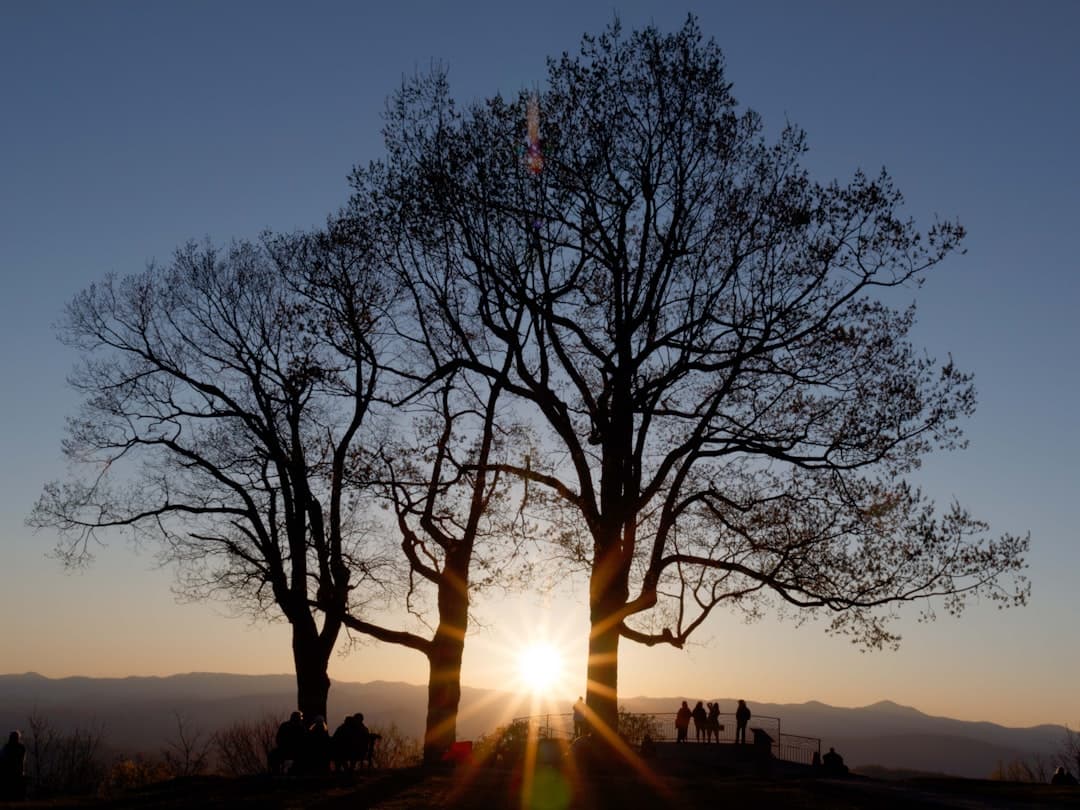 silhouette of trees during sunset