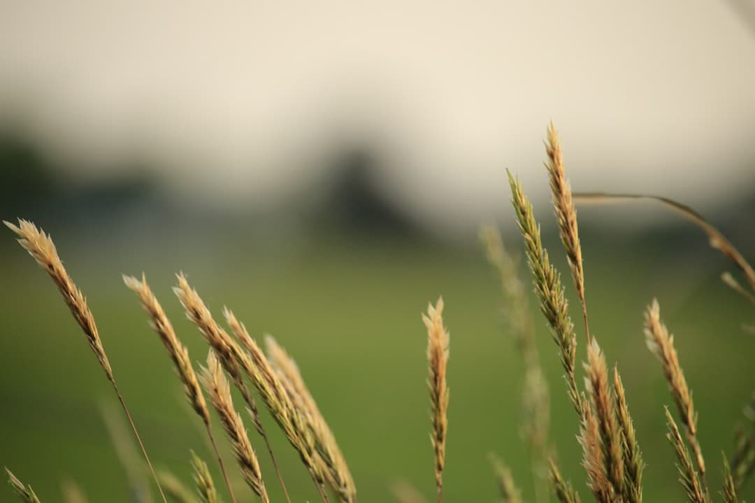 brown wheat in close up photography