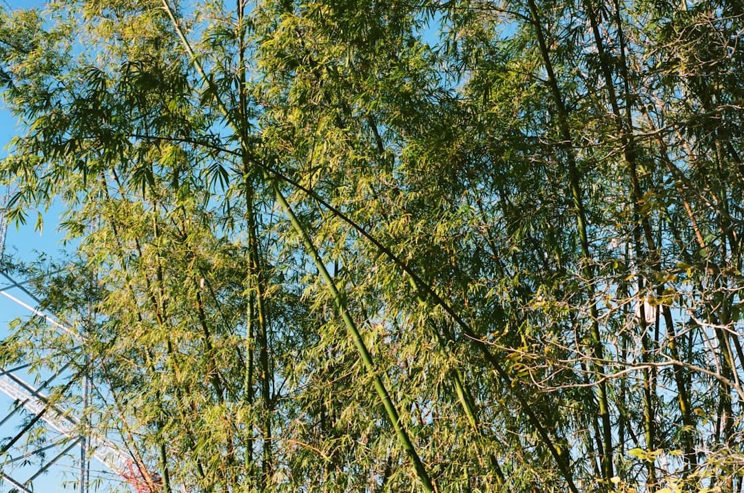 green and brown trees under blue sky during daytime