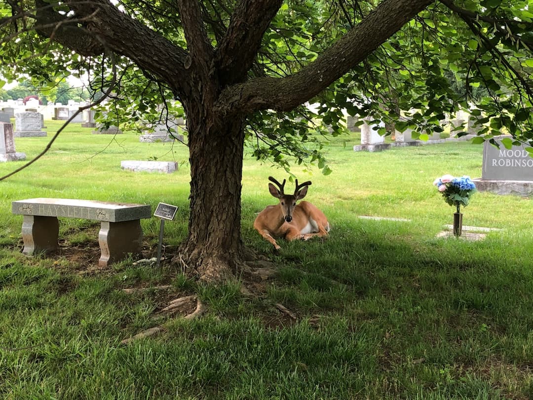 brown deer lying on green grass field during daytime