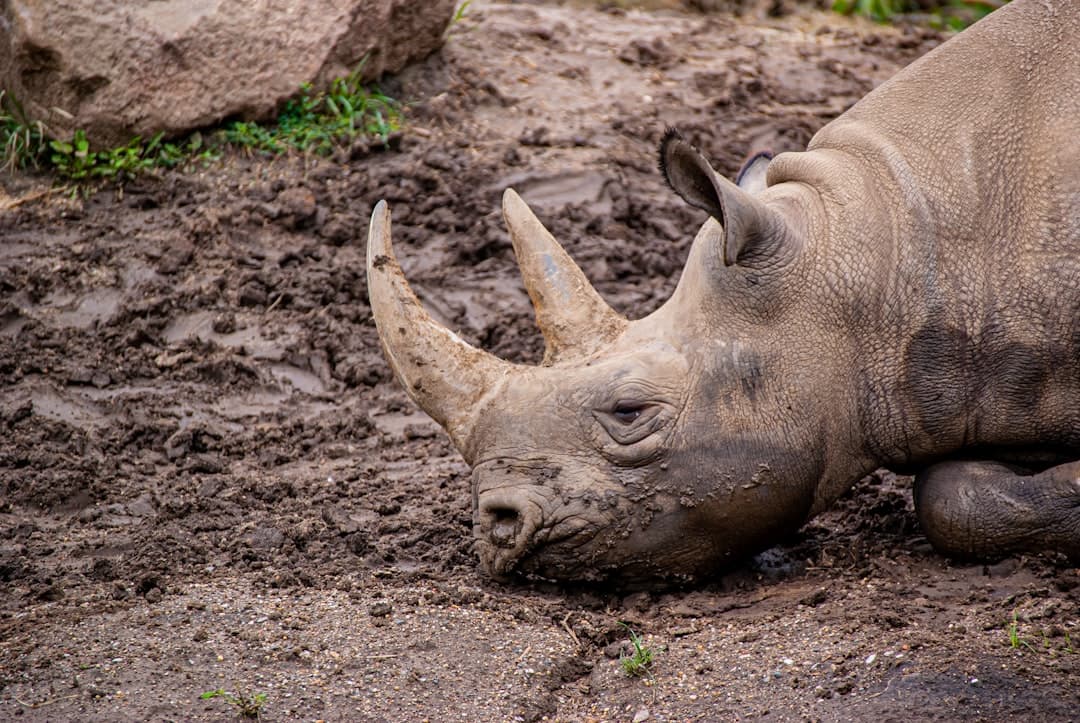 brown rhinoceros lying on ground during daytime