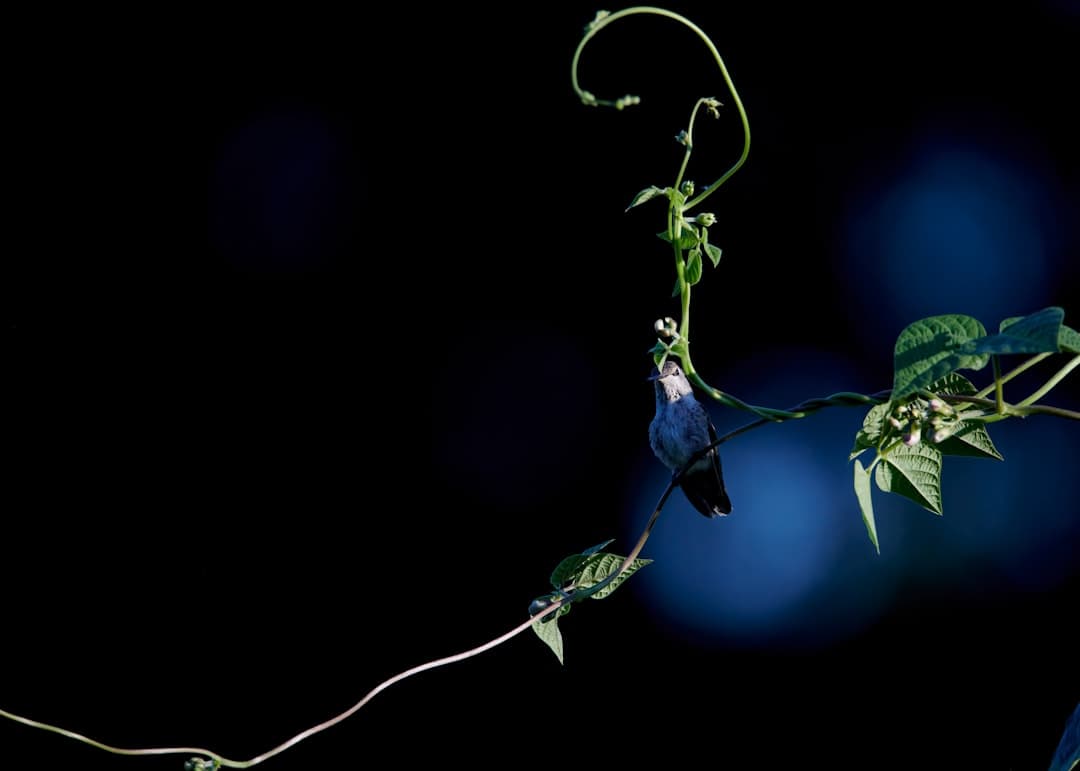 blue and green plant with water droplets