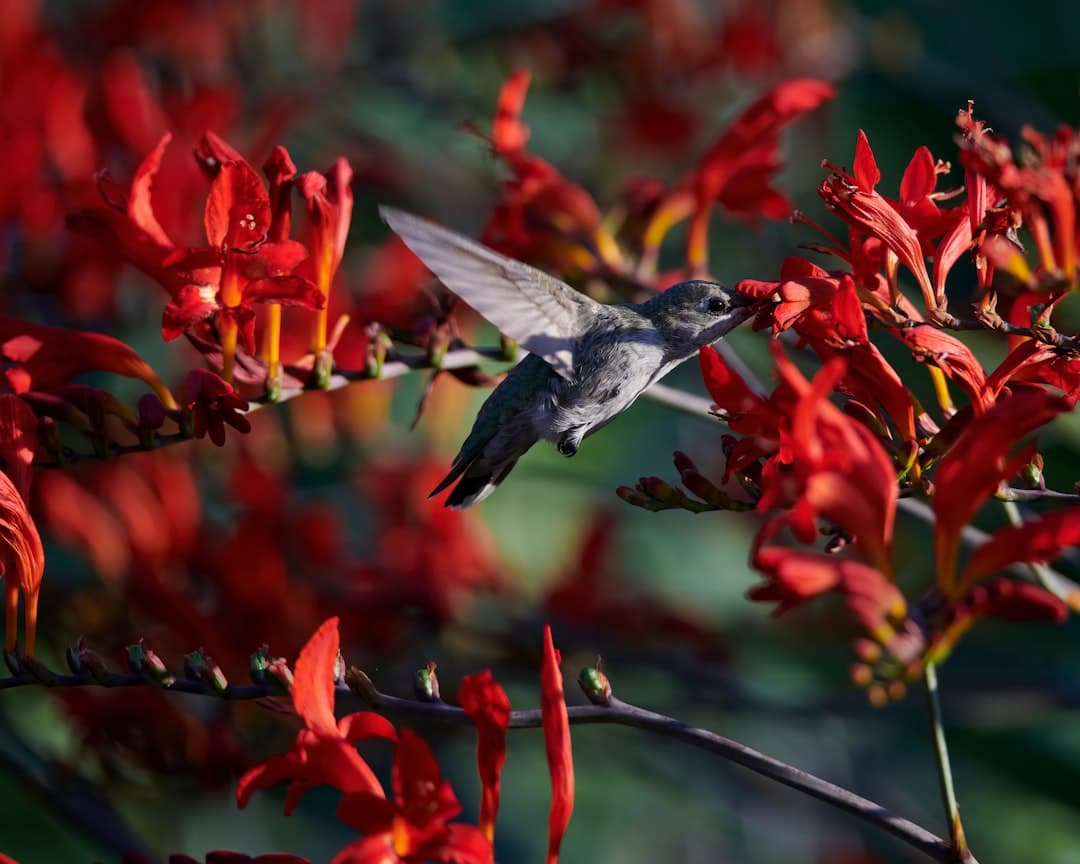 brown and black humming bird flying over red flowers