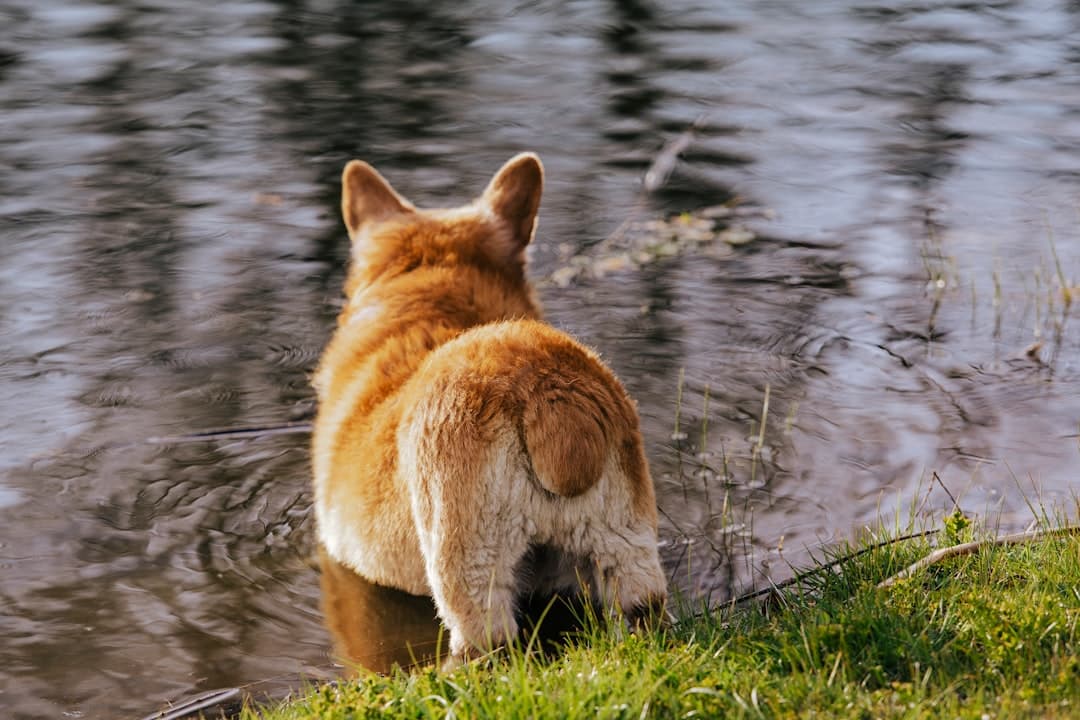 brown and white fox on green grass during daytime