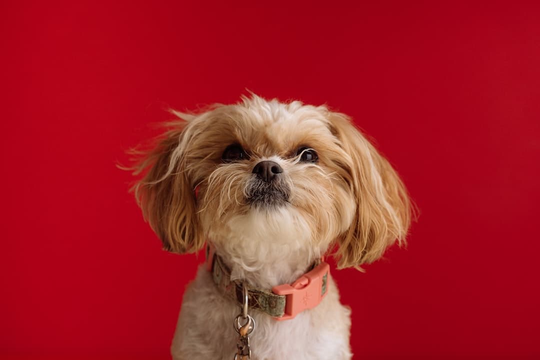 white and brown shih tzu