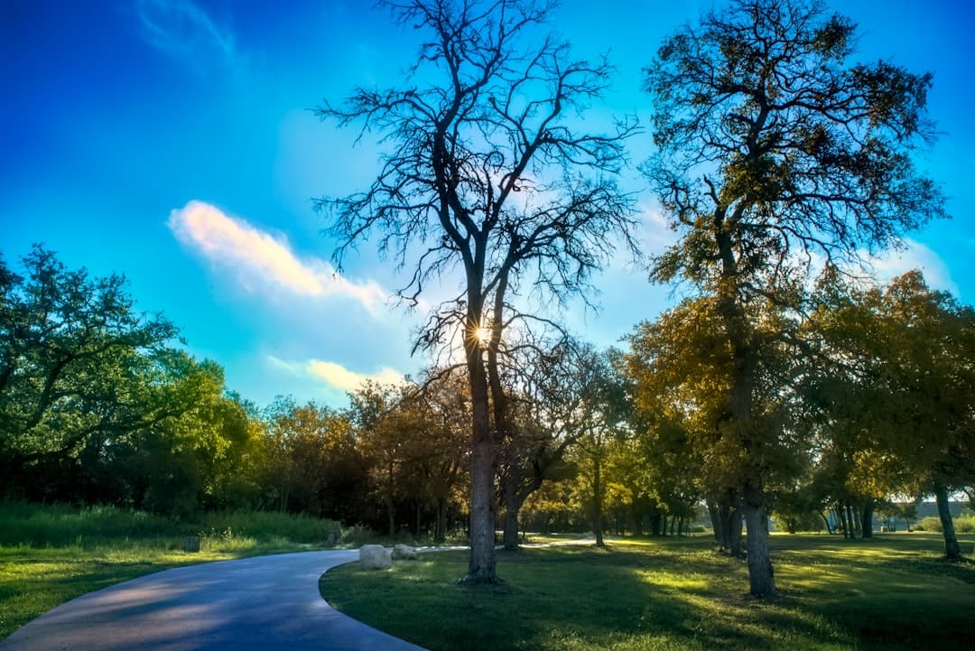 a path through a park with trees and grass