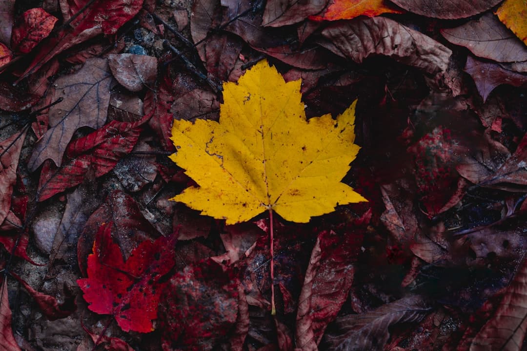 a yellow leaf laying on top of a pile of leaves