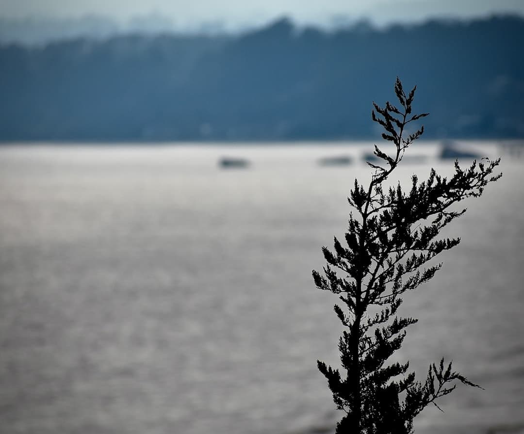 a tree branch with a boat in the background
