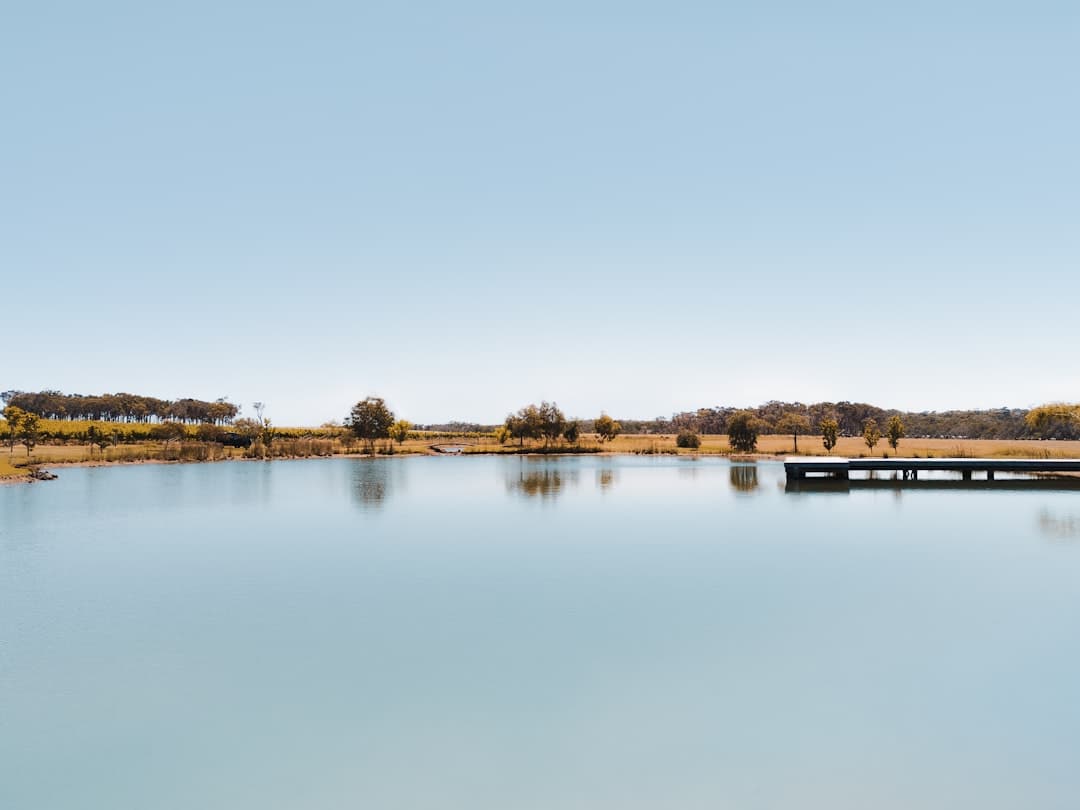 a large body of water surrounded by a forest