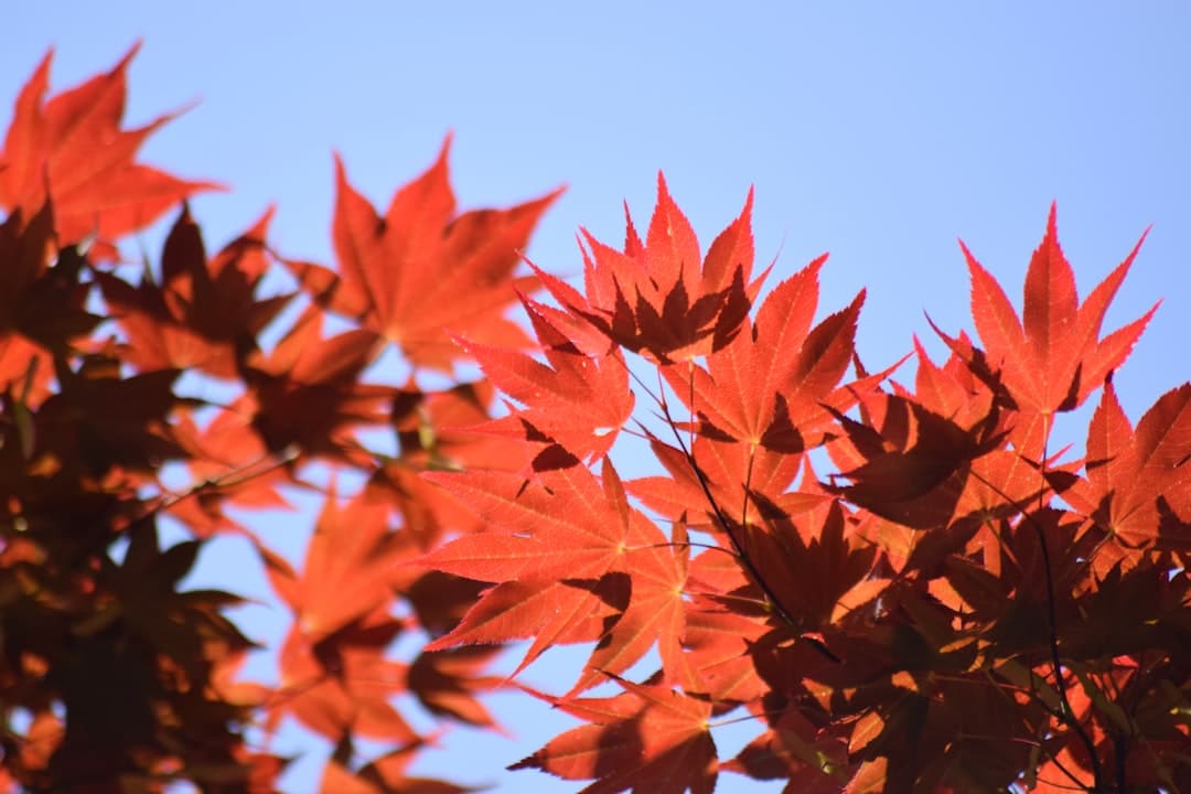 the leaves of a tree are red against a blue sky