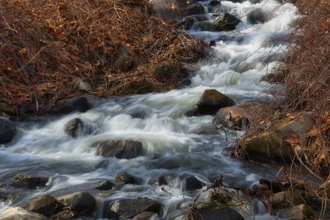 a stream running through a forest filled with lots of rocks