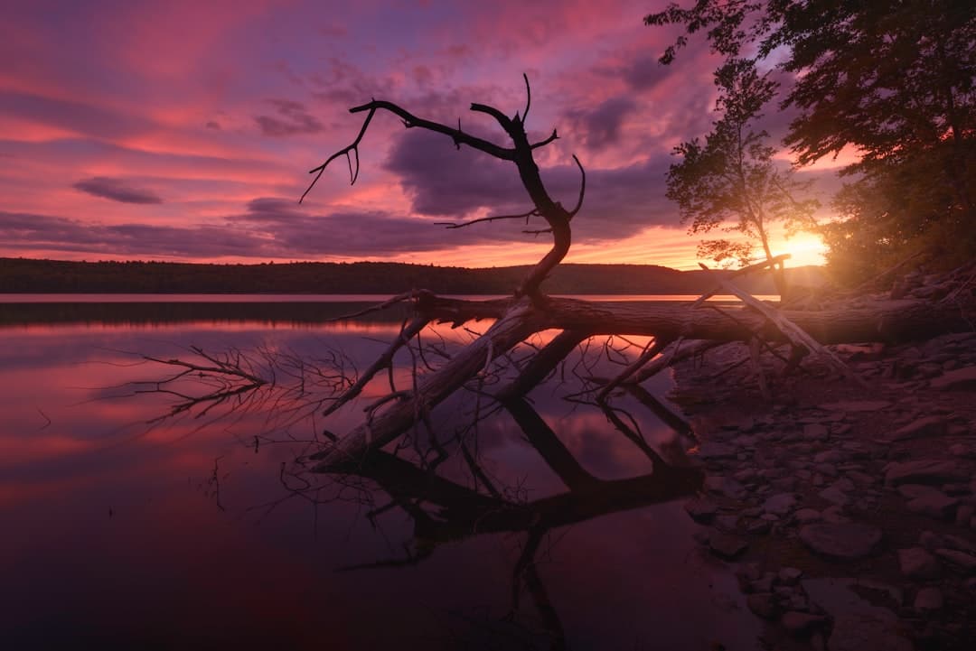 a tree that is standing in the water