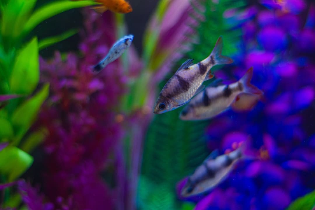 a group of fish swimming in an aquarium