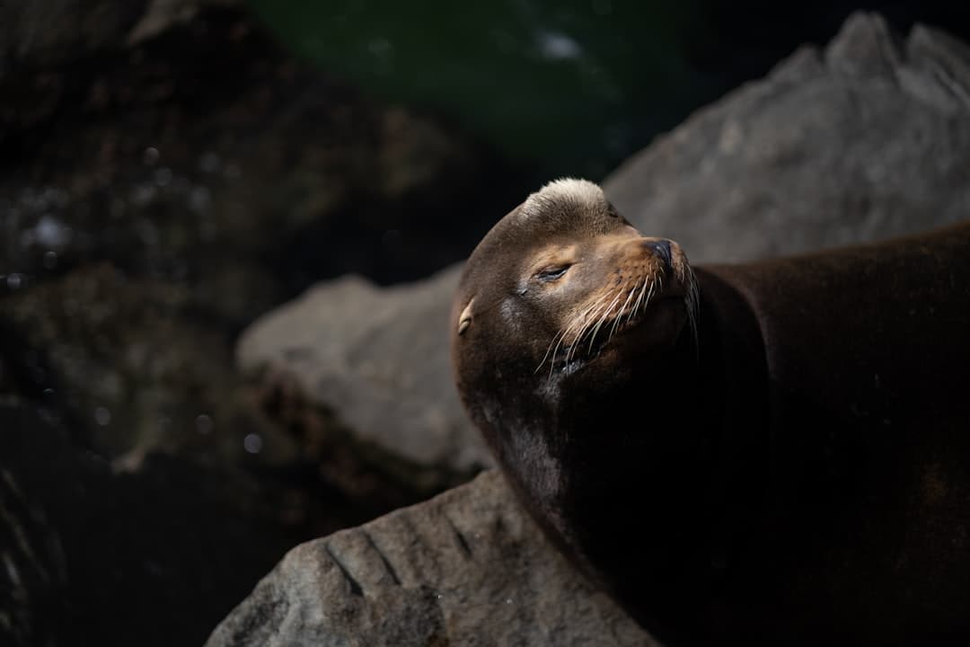 a close up of a sea lion laying on a rock