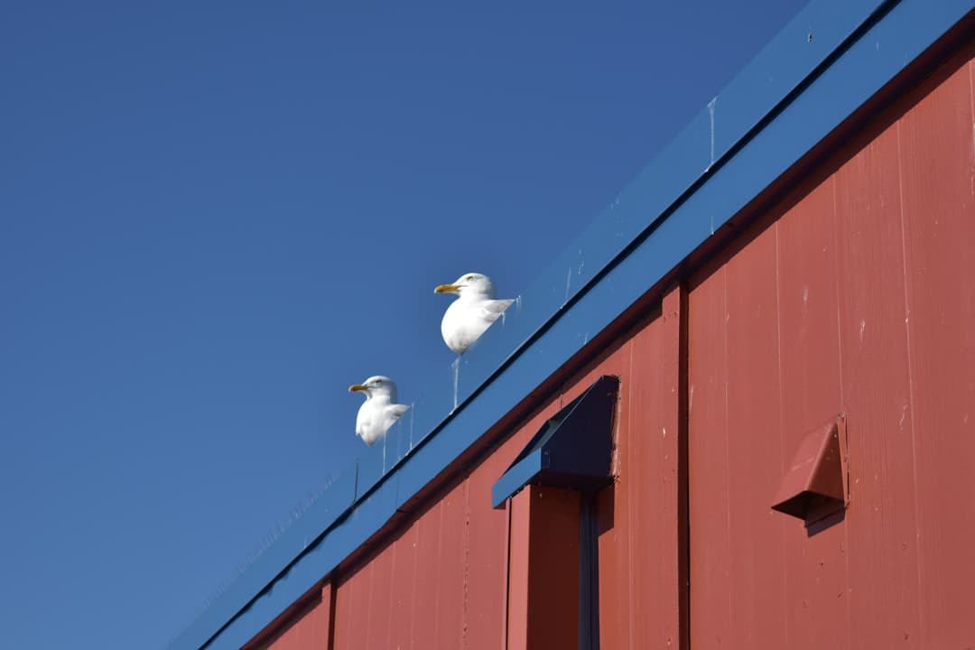 two seagulls sitting on top of a red building