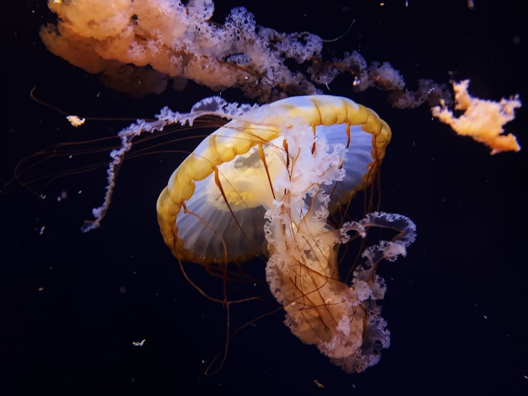 a yellow and white jellyfish floating in the water