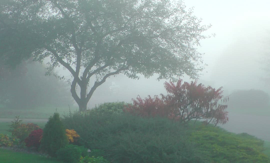 a foggy day in a park with trees and flowers