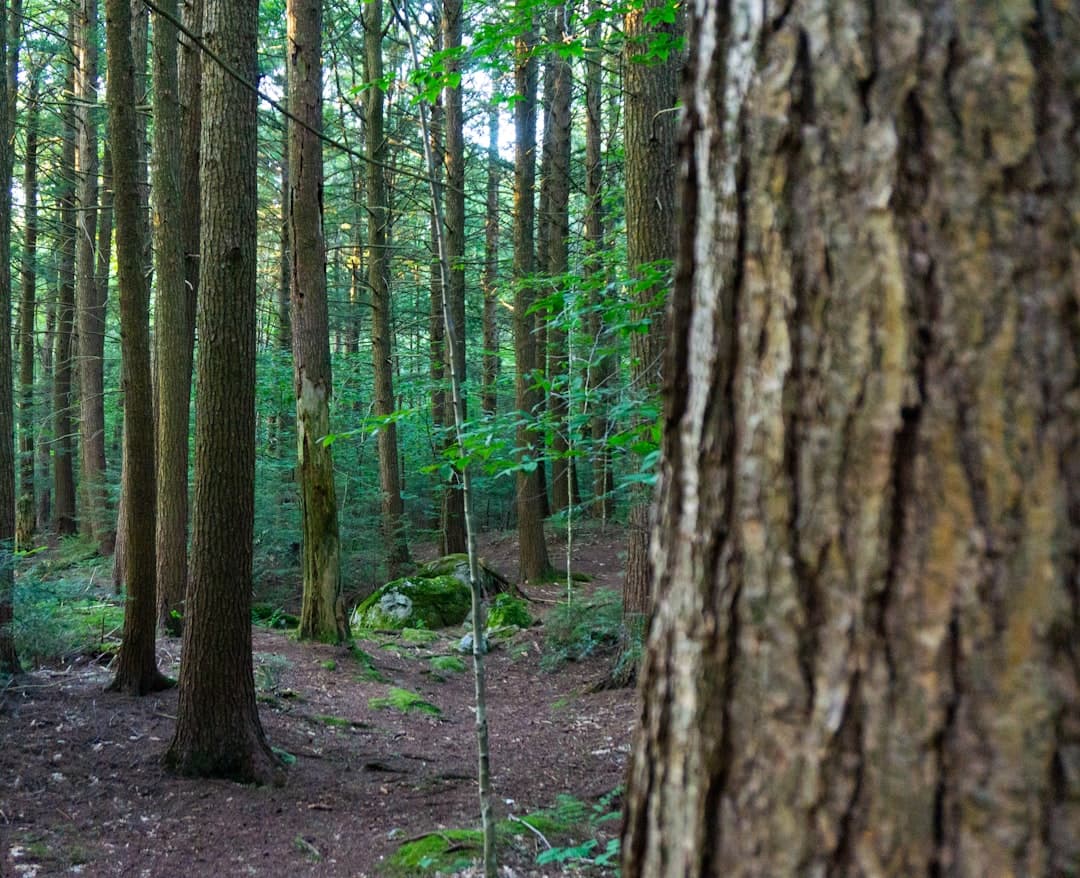 a forest filled with lots of tall trees