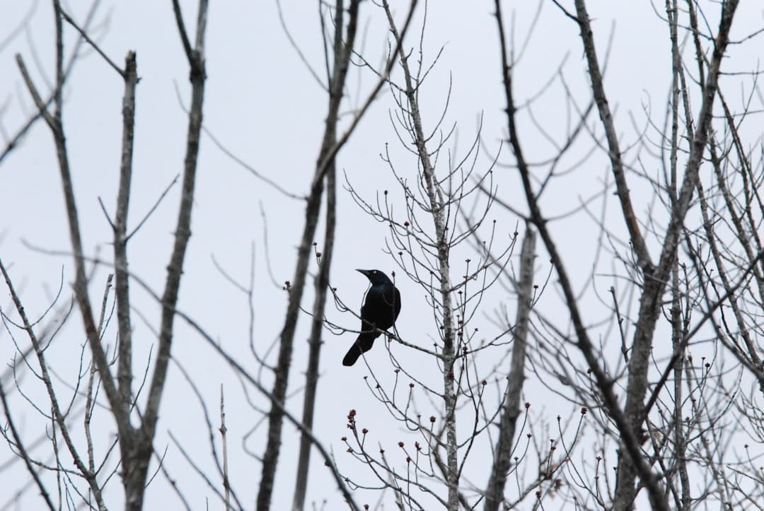 a bird sitting on a tree branch