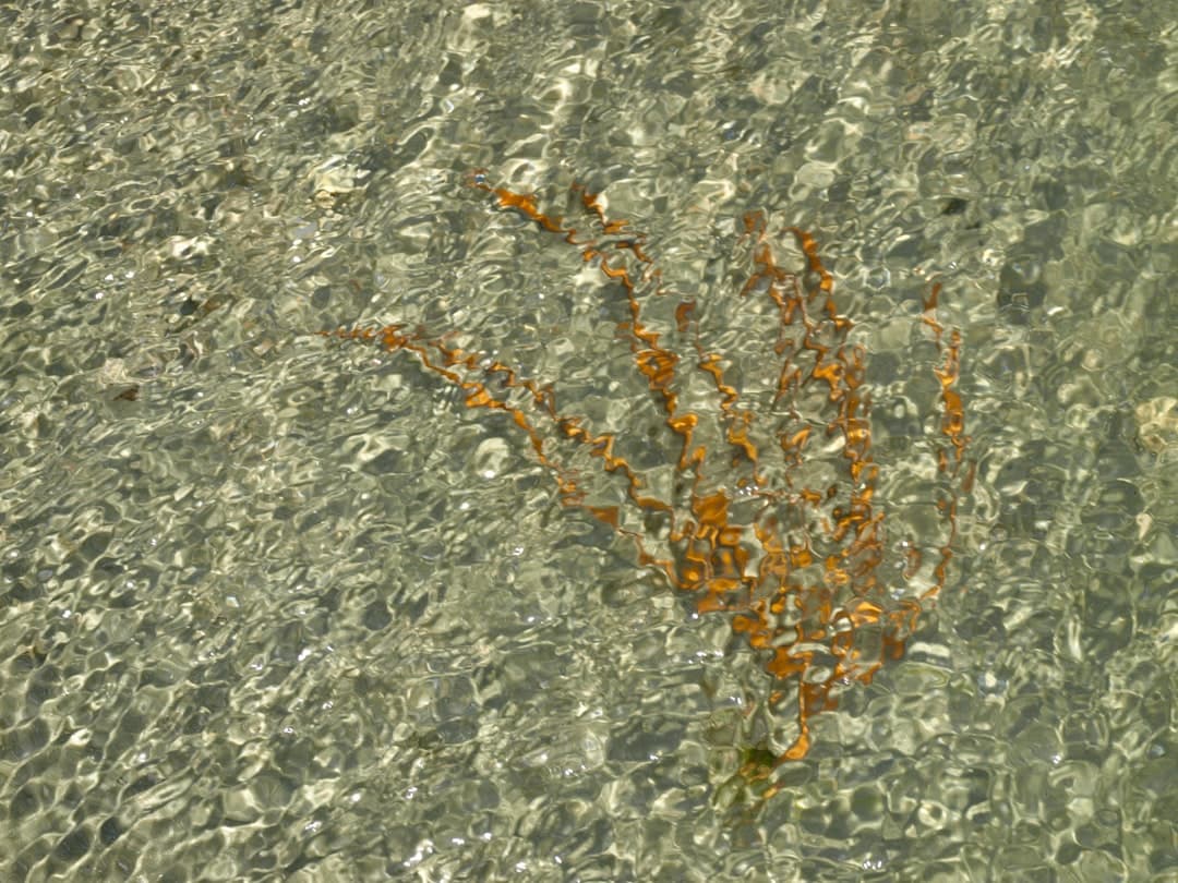 a close up of a centipede