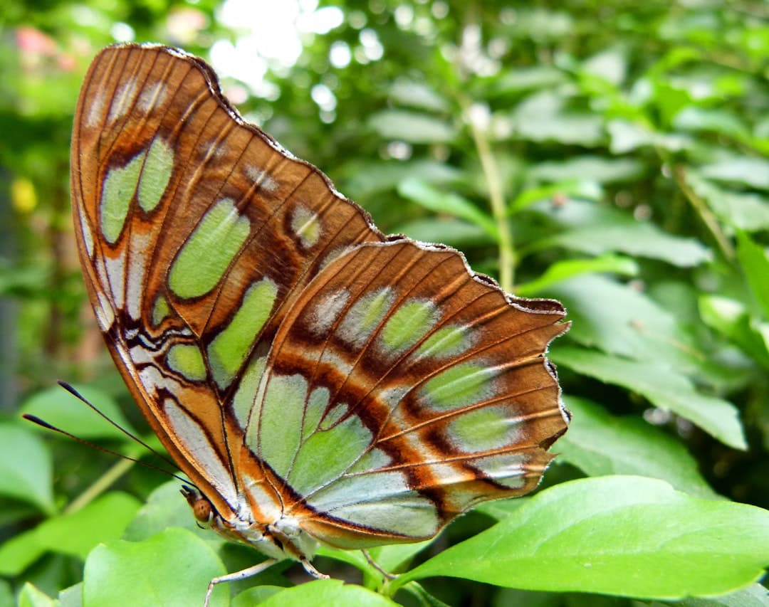 a large butterfly sitting on top of a green leaf