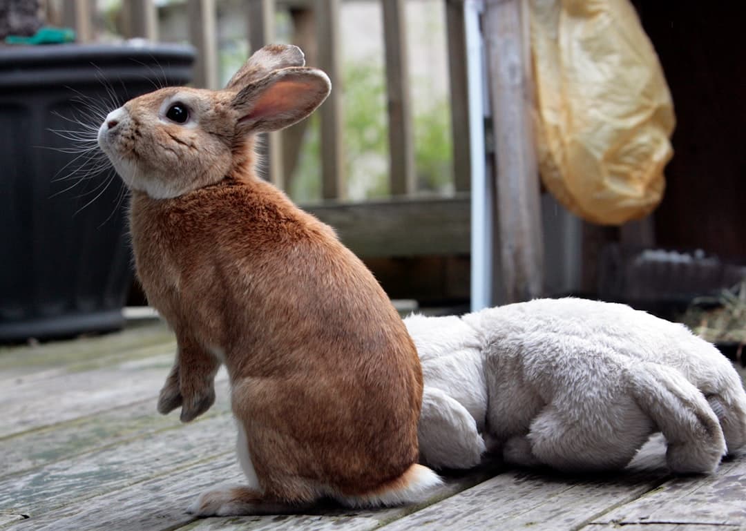 a brown and white rabbit sitting on top of a wooden floor