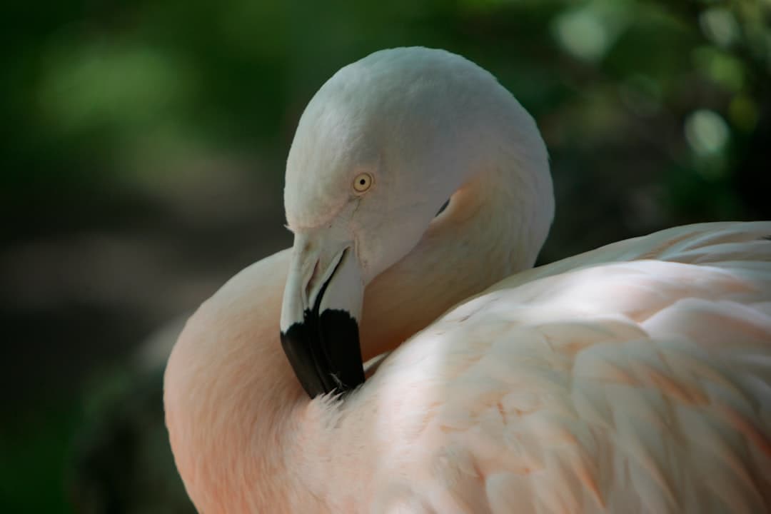 a white bird with a black beak