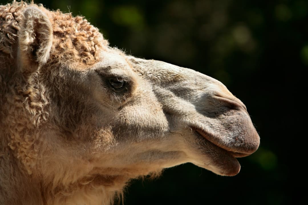 a close up of a camel
