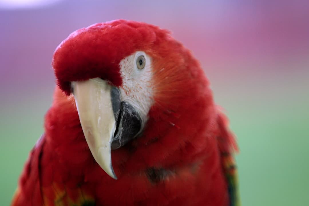 a red parrot with a white beak